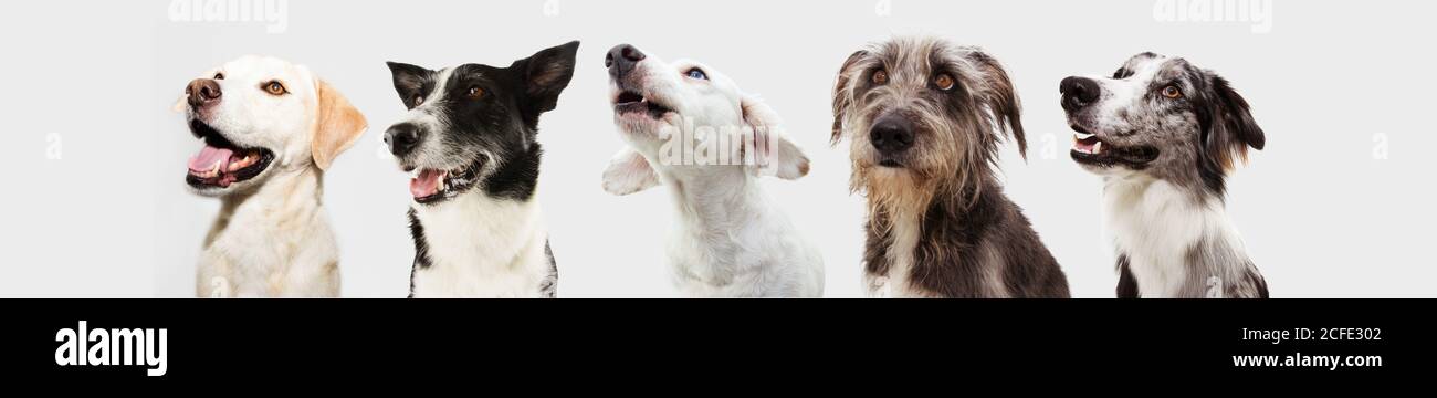 Banner cinque cani pusivi e attenti che cercano in su in una fila. Isolato su sfondo grigio. Foto Stock