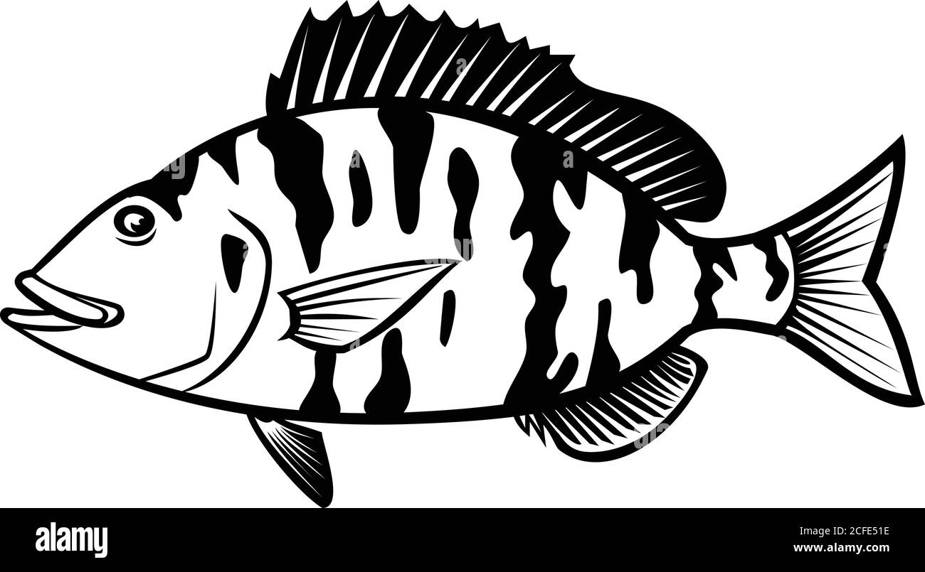 Illustrazione in stile cartoon di un pesce persico, Orthopristis crisoptera o piggy perch un membro della famiglia grunt trovato nella costa atlantica della St unita Illustrazione Vettoriale
