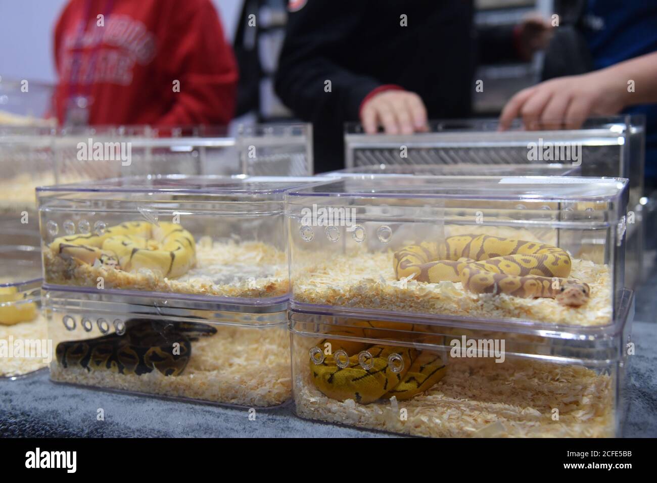 I serpenti di animali domestici sono visti durante la fiera al BITEC Bangna.The 20th Anniversary Celebration of PET expo Thailandia 2020 è una mostra di prodotti e servizi per gli amanti degli animali, la mostra comprende animali esotici, cabine di prodotto per animali domestici, parchi per cani e molte zone di attività per animali domestici al BITEC Bangna a Bangkok. Foto Stock