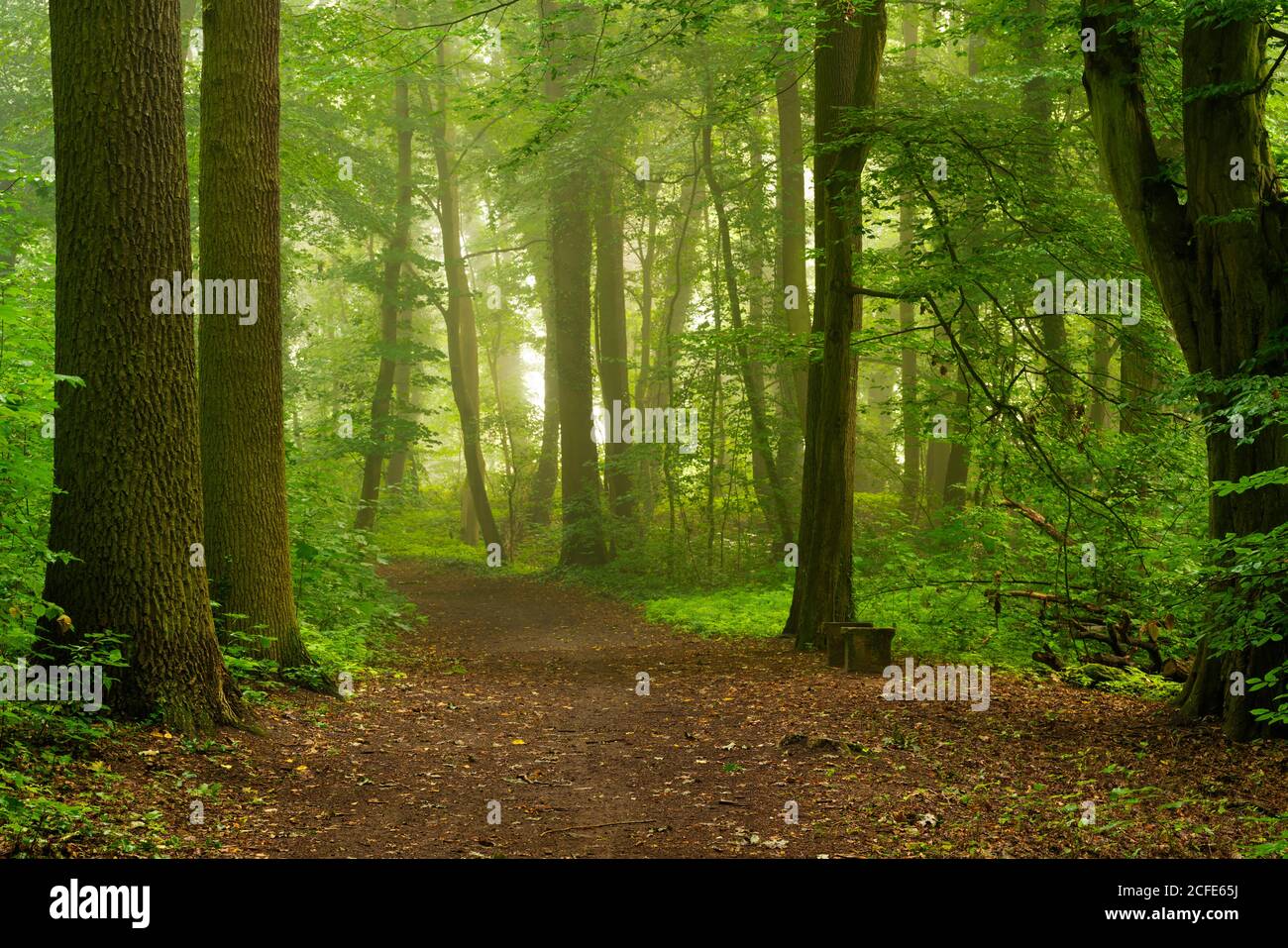 Forest Way su un bagnato e leggermente foggy mattina presto in estate Foto Stock