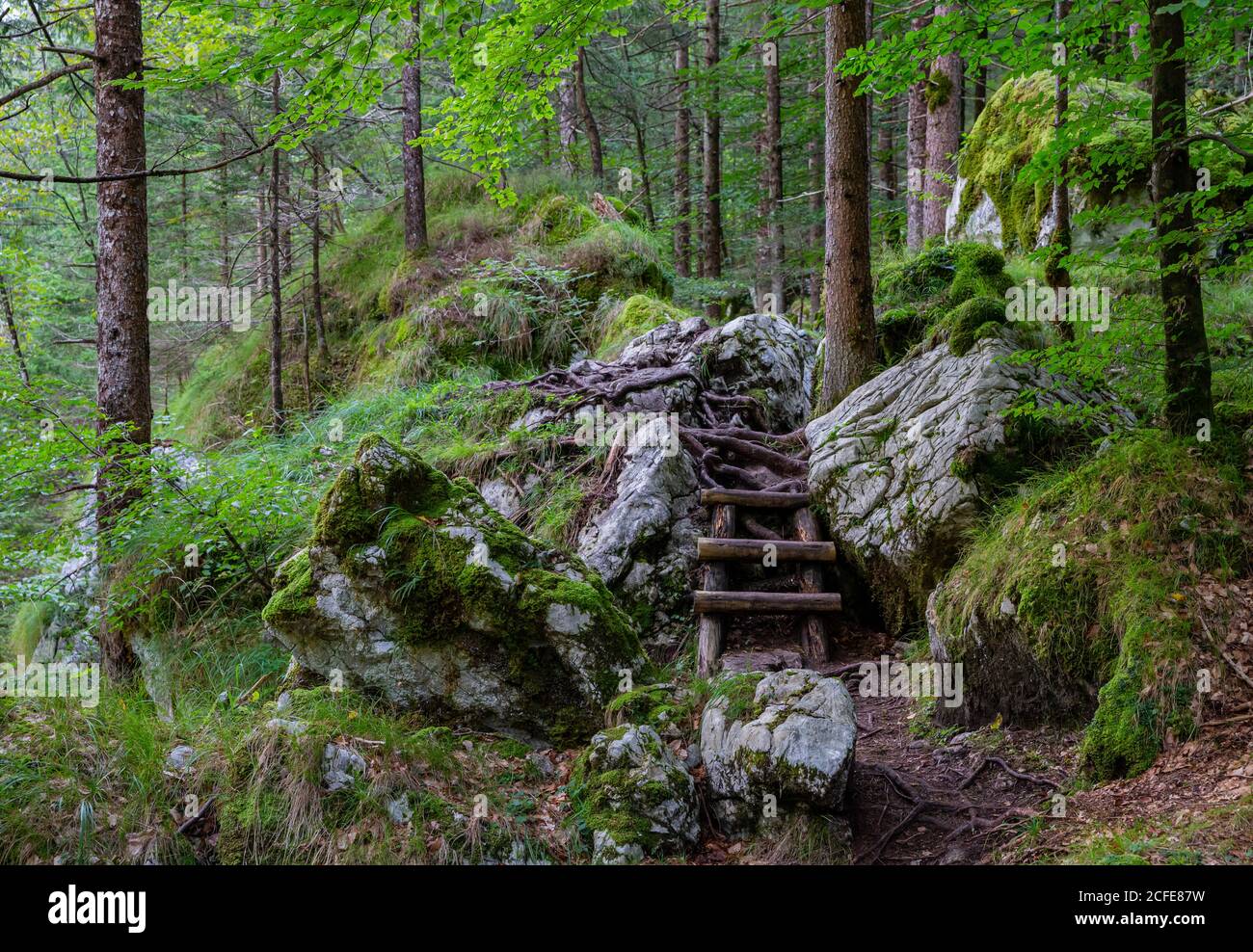 Scale in legno nel bosco sul sentiero Soca, alberi, pietre, rocce, Alpi Giulie, Parco Nazionale del Triglav, Valle Soca, Slovenia Foto Stock