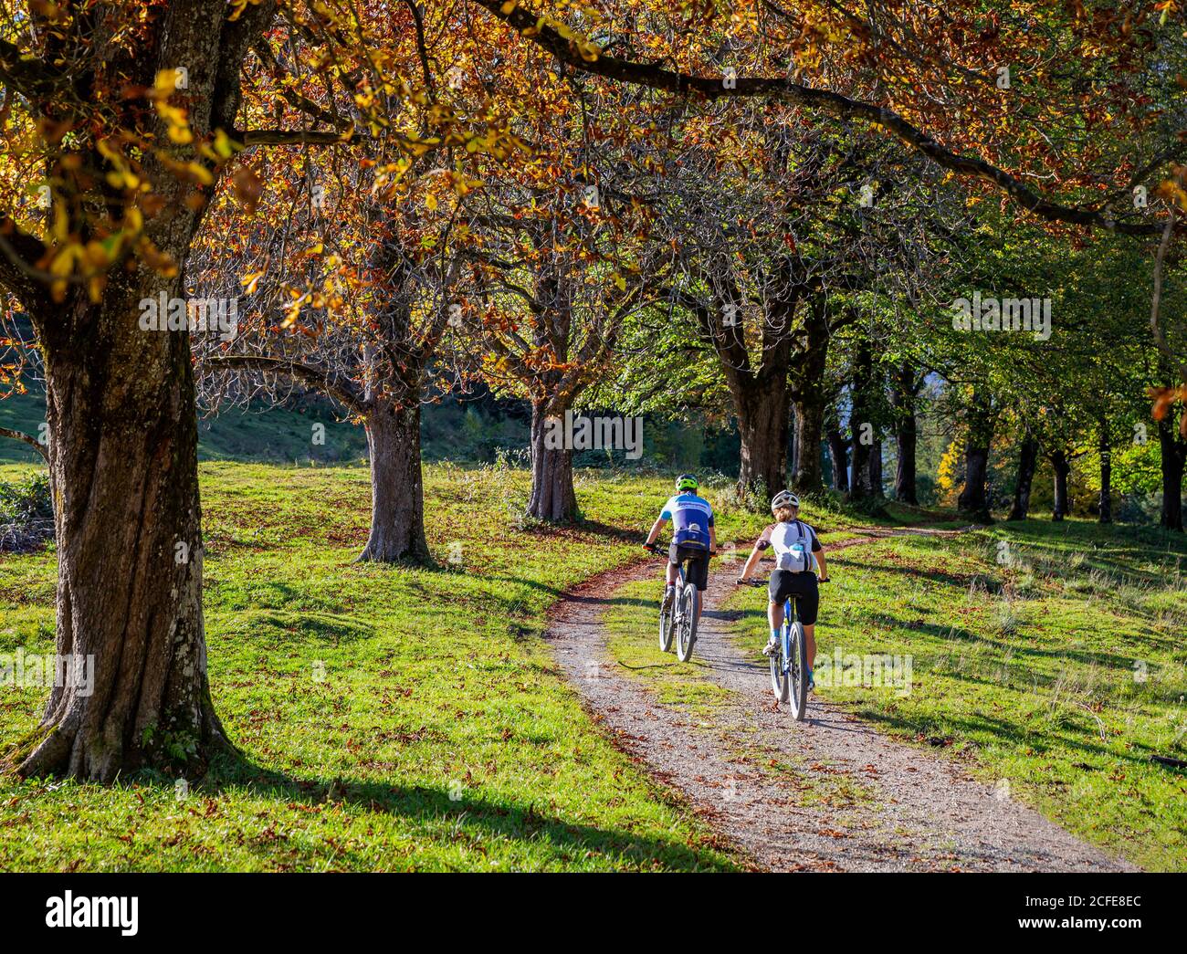 L'uomo e la donna in mountain bike attraverso Baumallee in autunno sopra la Hasental a Garmisch-Partenkirchen, alta Baviera, Baviera, Germania meridionale, Foto Stock