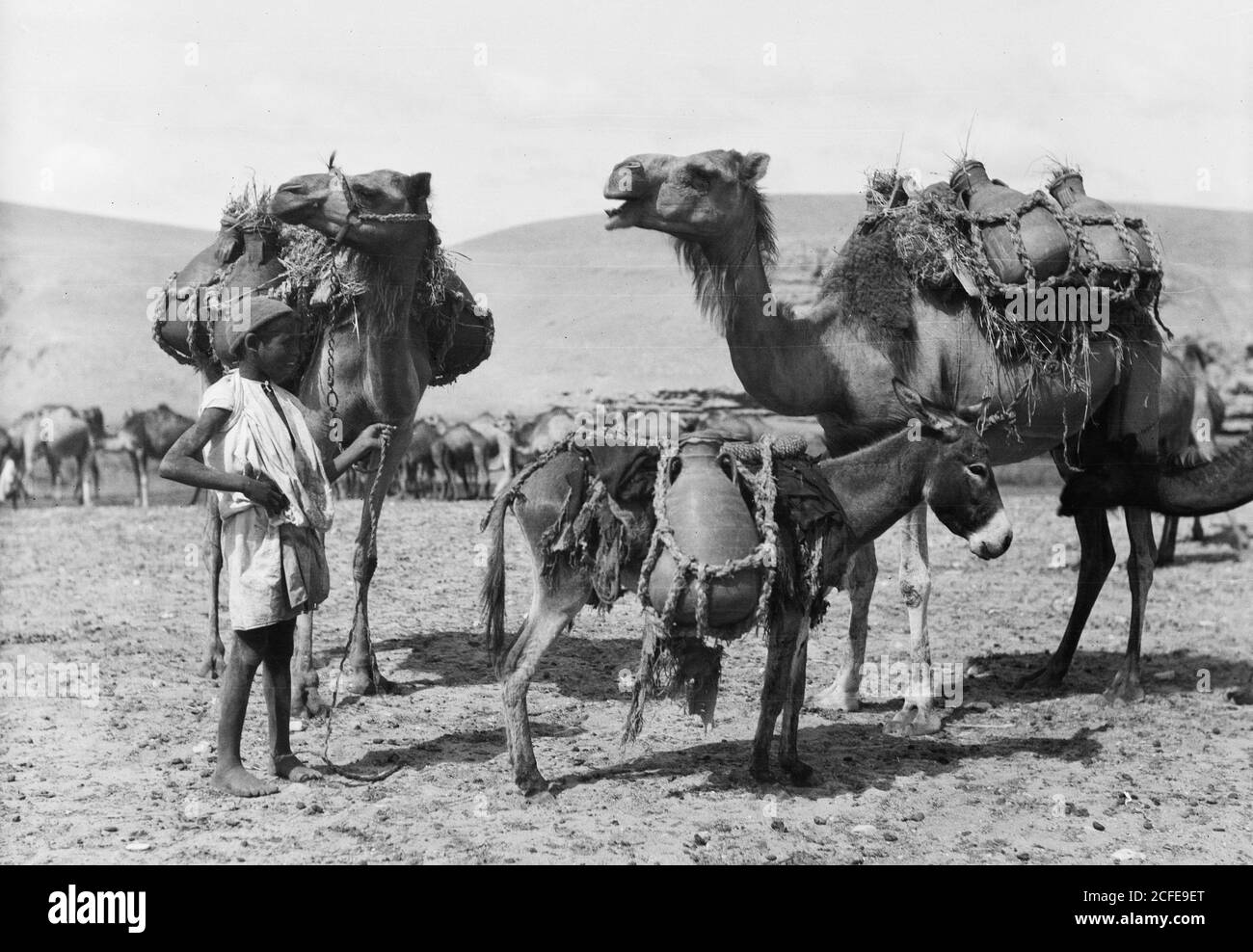 Didascalia originale: Beerseba e dintorni. (Birra Saba). Portare acqua al campo. Giare su cammelli e asino - Ubicazione: Israele--Beerseba ca. 1920 Foto Stock