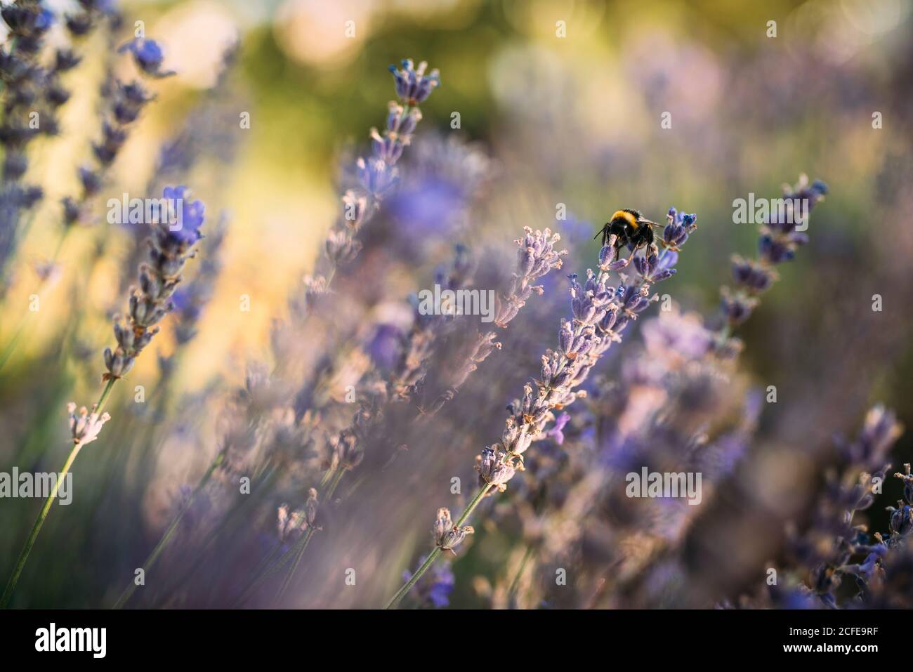 Bumblebee raccoglie nettare da un fiore di lavanda Foto Stock