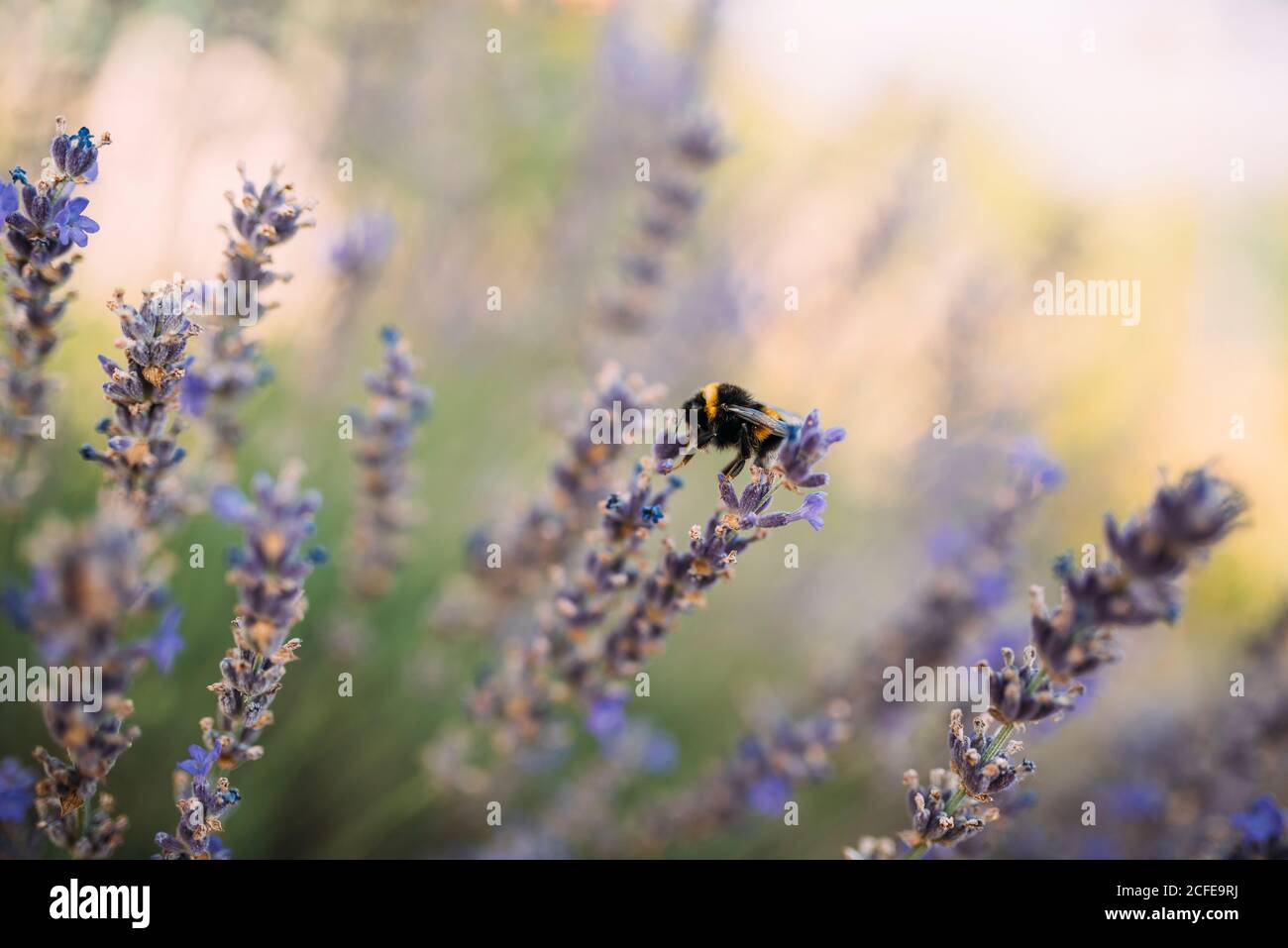 Bumblebee raccoglie nettare da un fiore di lavanda Foto Stock