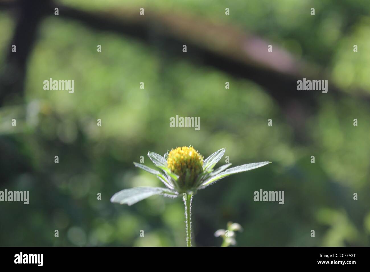 Bellissimi fiori gialli selvatici che crescono nel prato soleggiato. Foto Stock