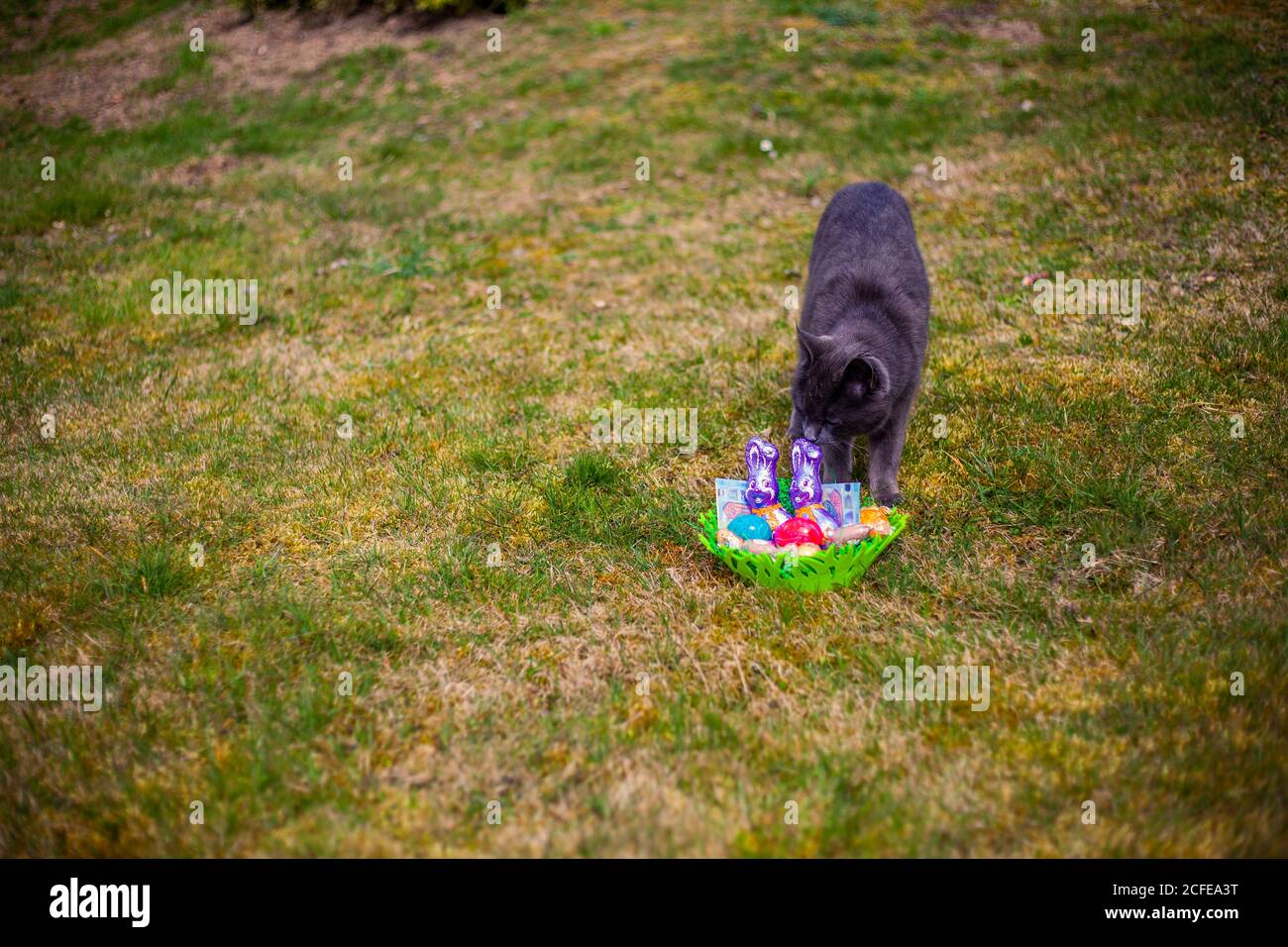 Germania, Baviera, Pasqua, Easternest, gatto sniffing a est in giardino, Foto Stock