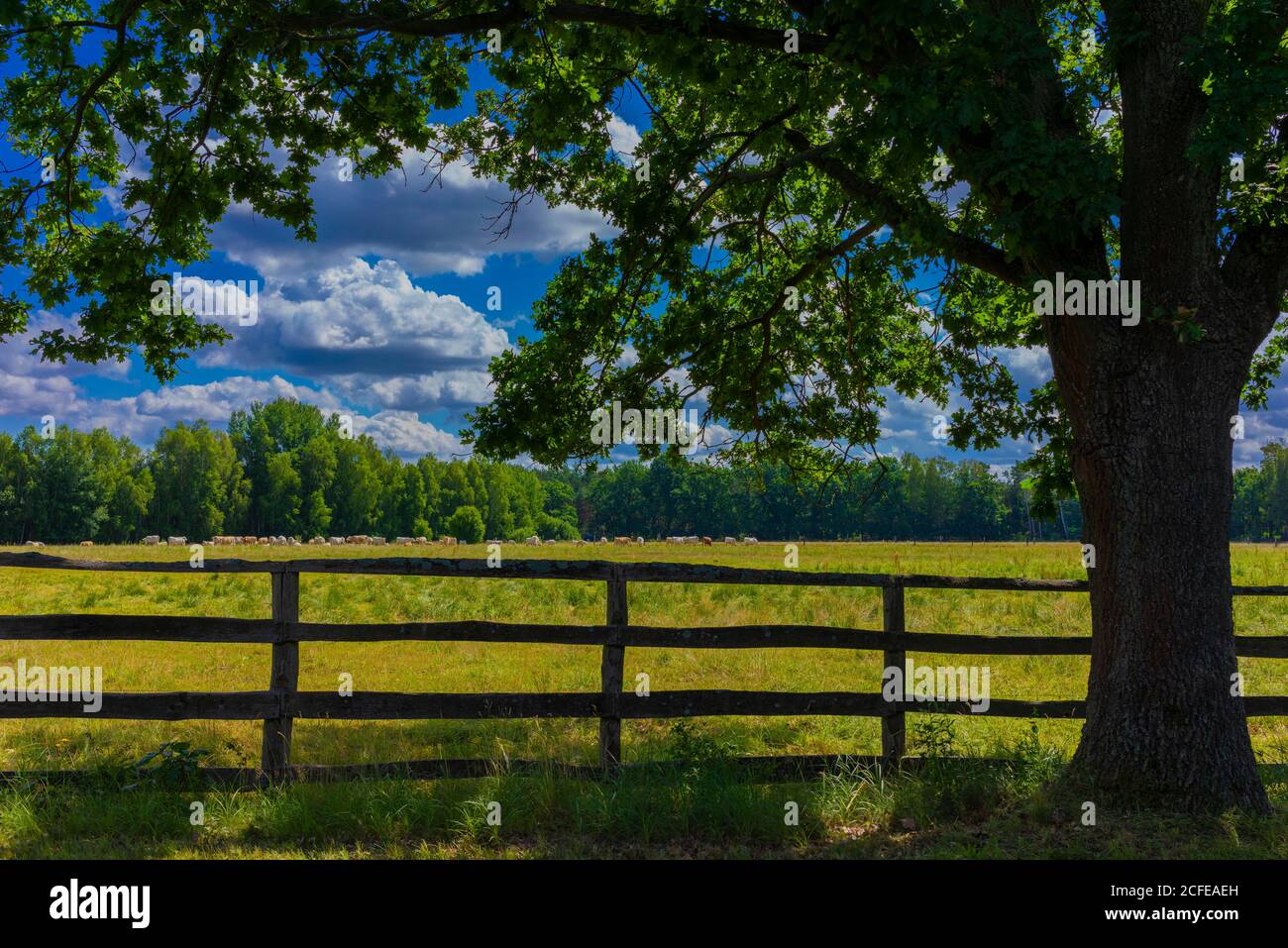 Zona agricola in una giornata di sole in estate con grandi nuvole, mandria di mucche in background, in primo piano, una recinzione in legno e una grande quercia Foto Stock
