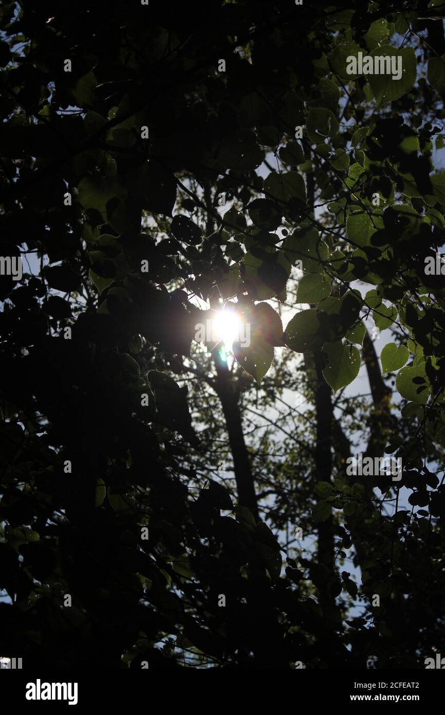 Il sole splendente attraverso le fitte cime degli alberi. Foto Stock