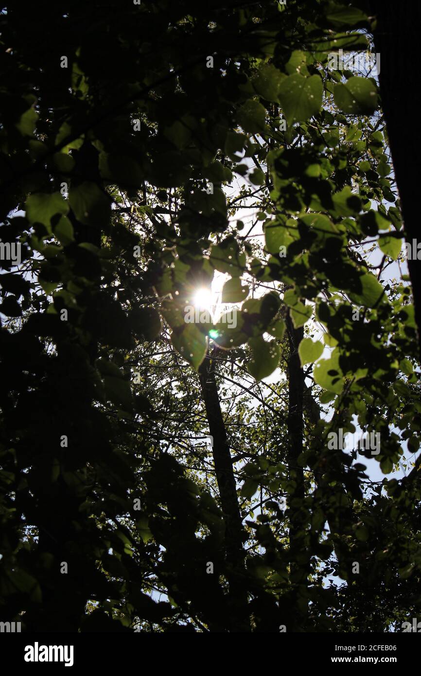 Il sole splendente attraverso le fitte cime degli alberi. Foto Stock