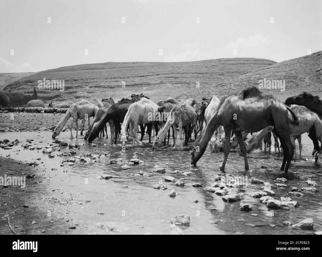 Didascalia originale: Costumi personaggi ecc. cammelli che bevono - posizione: CA. 1900 Foto Stock