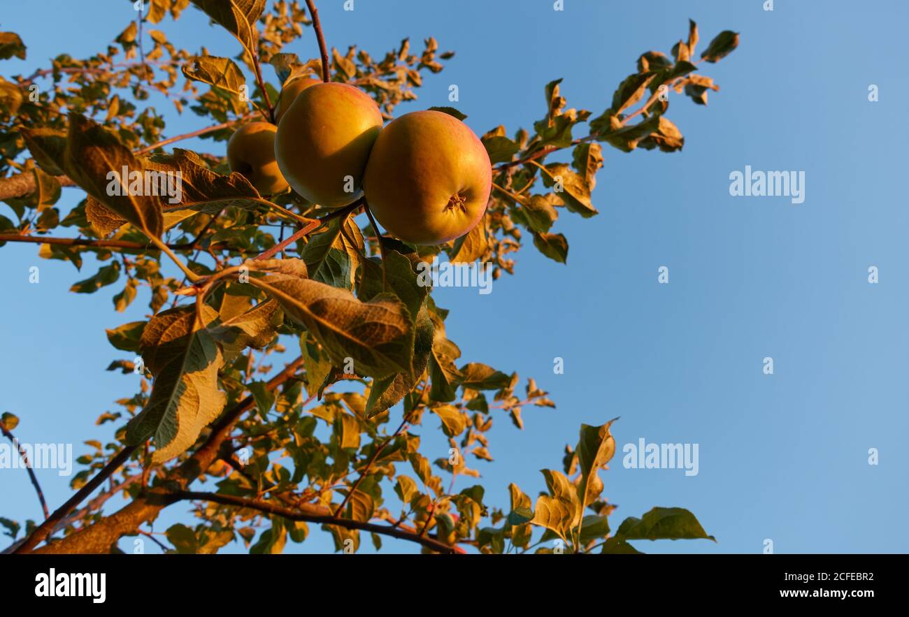 Due mele biologiche (Malus) pendono su un albero di frutta, tonalità arancio, cielo blu. Germania, Baden-Wuerttemberg. Foto Stock