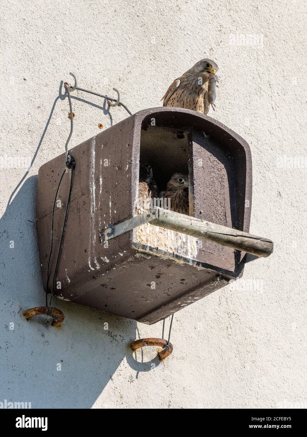 Kestrel (Falco tinnunculus) maschio con topo. Foto Stock