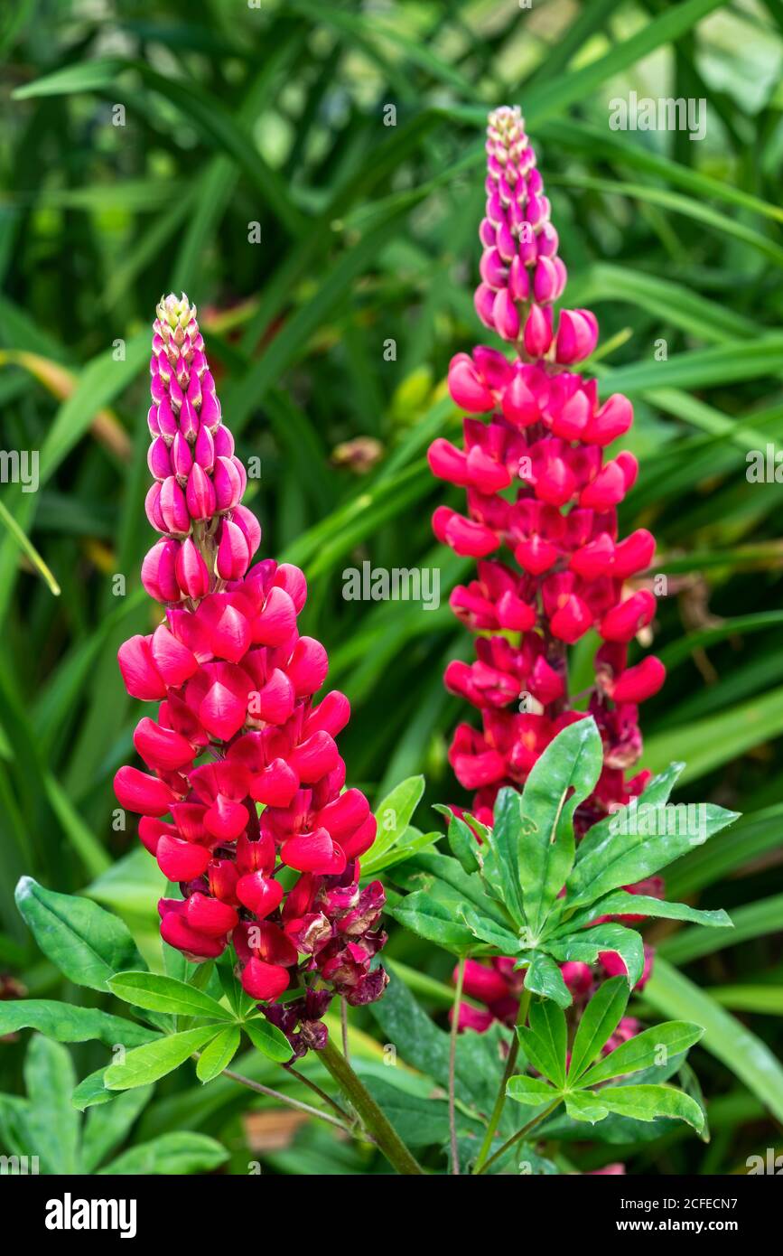Lupin (Lupinus) 'Beefeater' un rosso primavera estate fiore stock di piante immagine fotografica Foto Stock