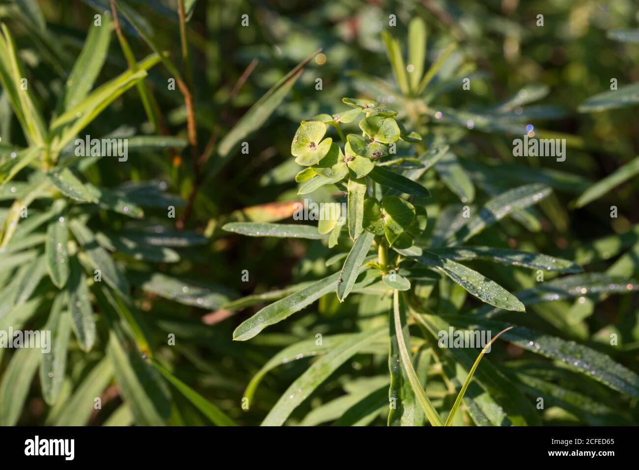 Euphorbia esula, verde spurge closeup fiori fuoco selettivo Foto Stock