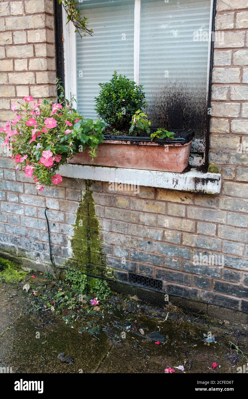 Sopra annaffiare le scatole della finestra che causano il muschio, l'umidità e danni all'esterno di una casa. Foto Stock