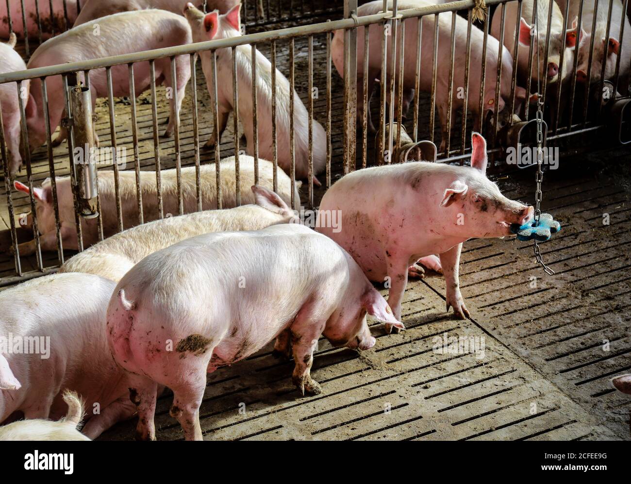 Ense, Renania Settentrionale-Vestfalia, Germania - moderna stalla da ingrasso, il moderno pigsty fornisce più benessere degli animali, tra le altre cose attraverso di più Foto Stock