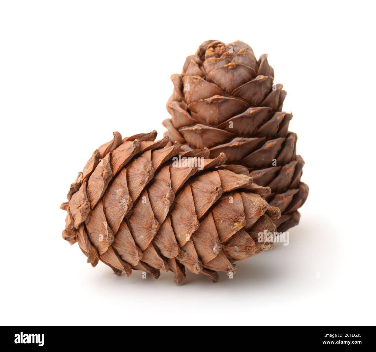 Due coni di pino mature isolati su bianco Foto Stock
