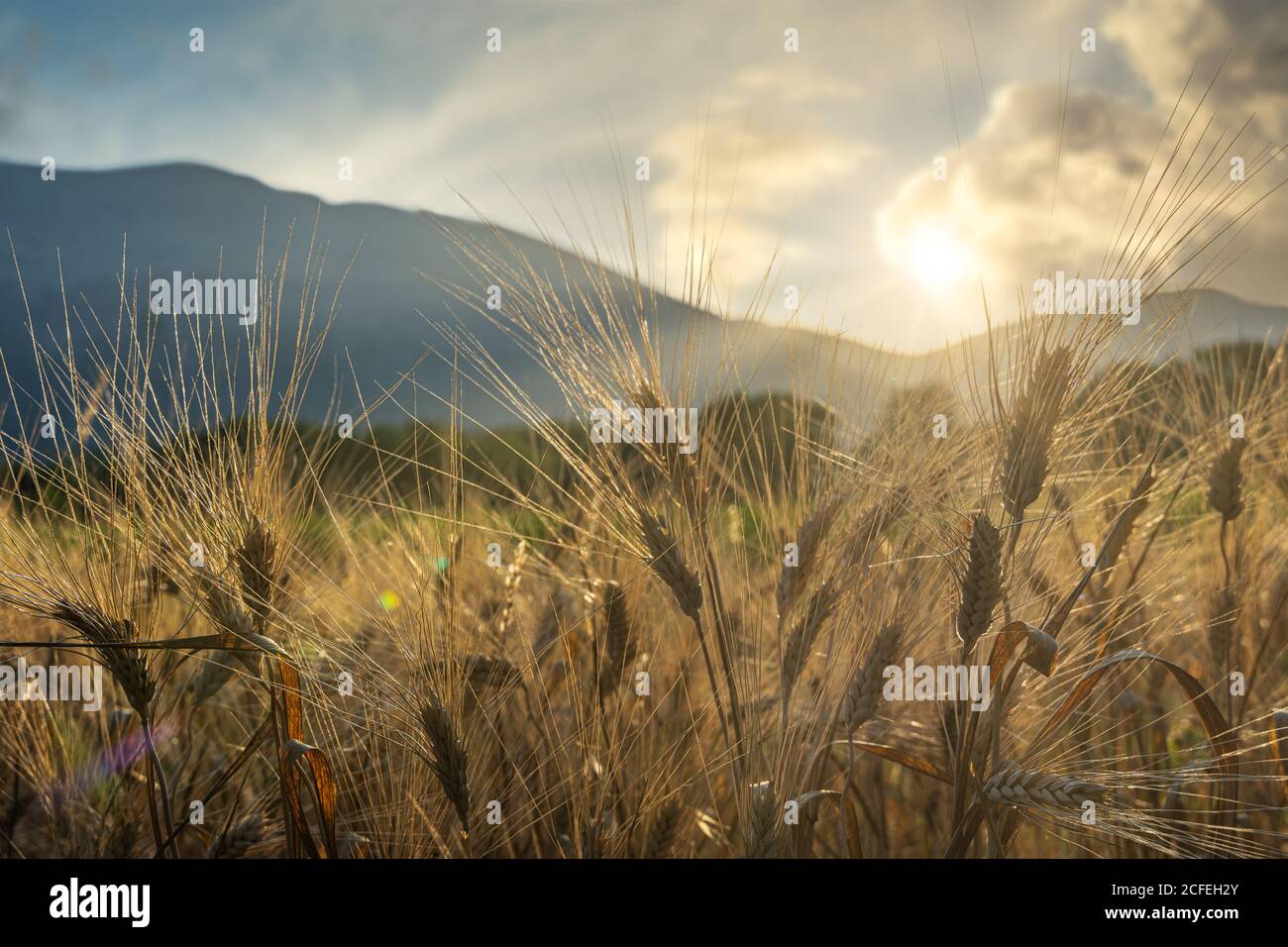 orecchie di grano duro mature al tramonto Foto Stock