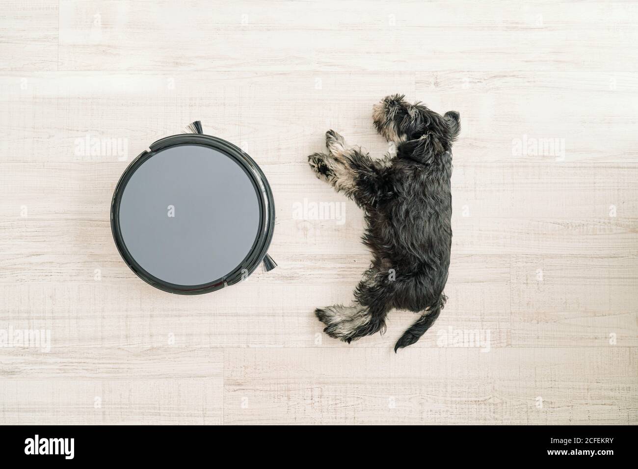 Vista dall'alto del simpatico cane che dormiva su legno chiaro pavimento vicino all'aspirapolvere robot adatto agli animali domestici Foto Stock