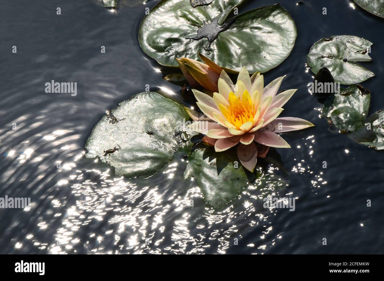 Ninfee Nymphaea tetragona Foto Stock