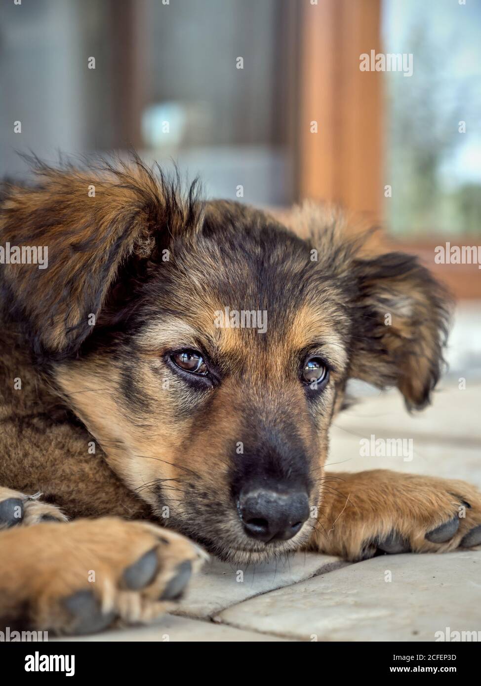 Carino cane cucciolo che posa alla macchina fotografica che posa sul pavimento Foto Stock