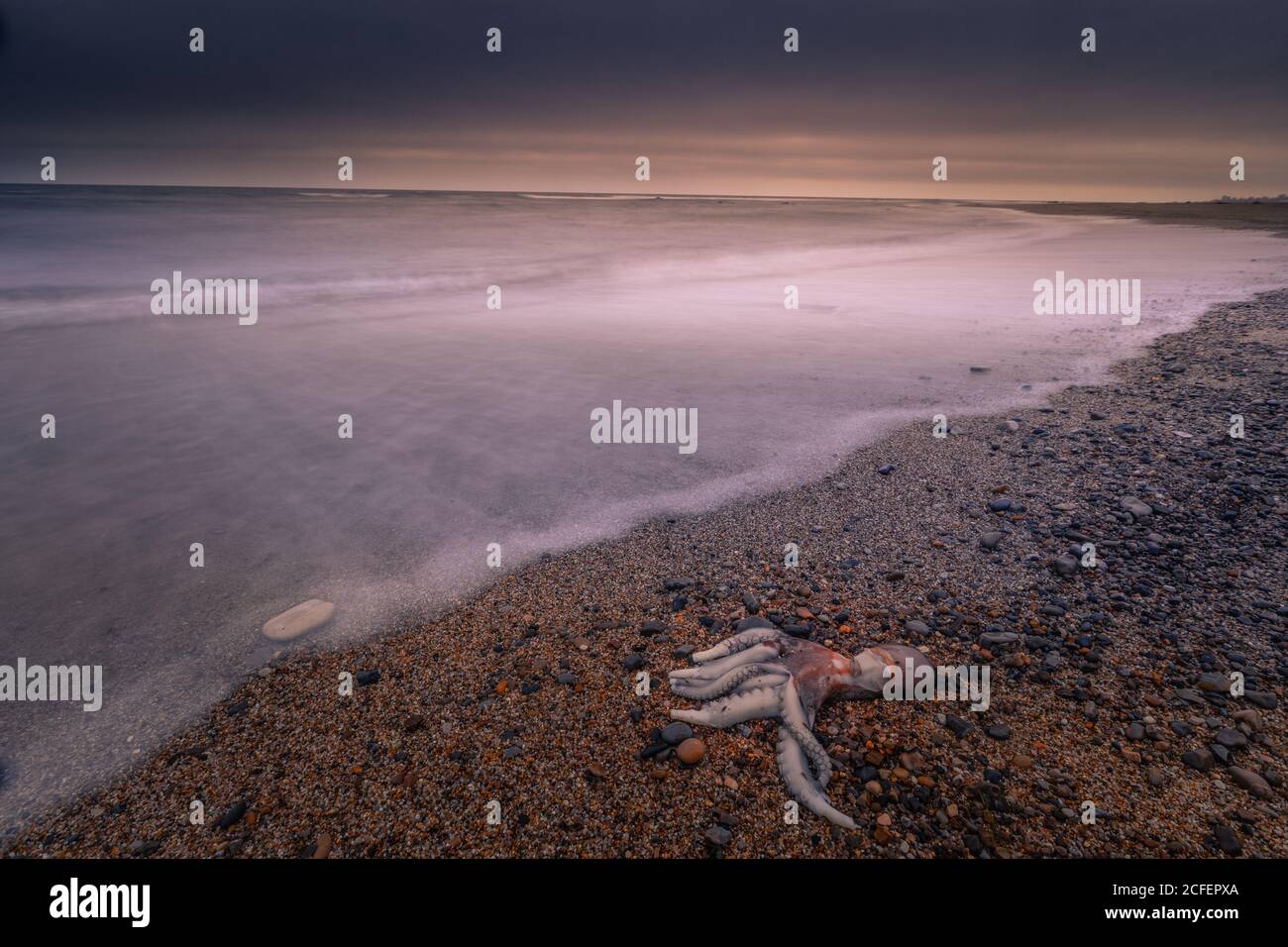 Caduto polpo alla spiaggia di Bidart, Paesi Baschi. Foto Stock