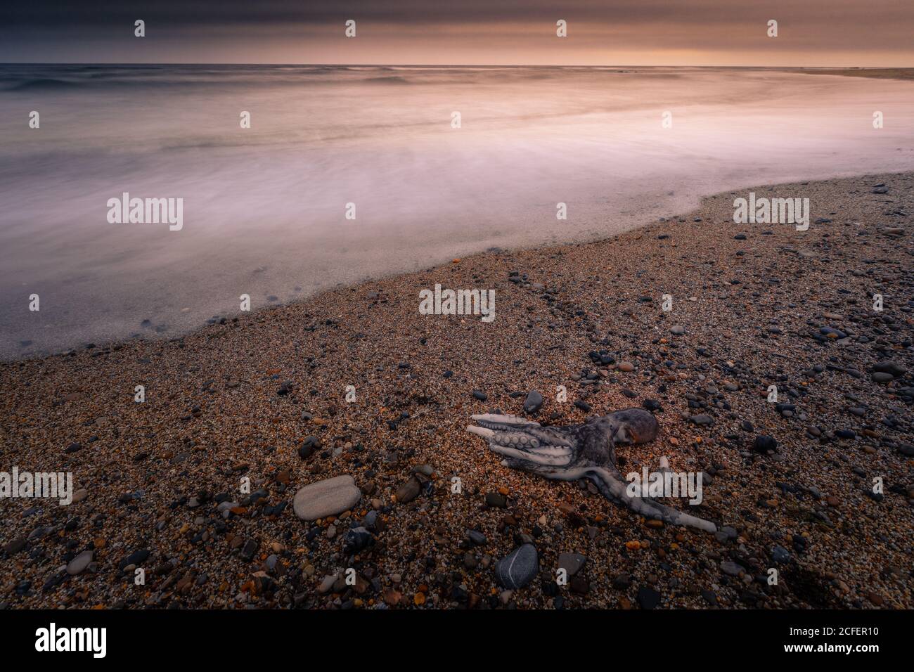 Caduto polpo alla spiaggia di Bidart, Paesi Baschi. Foto Stock