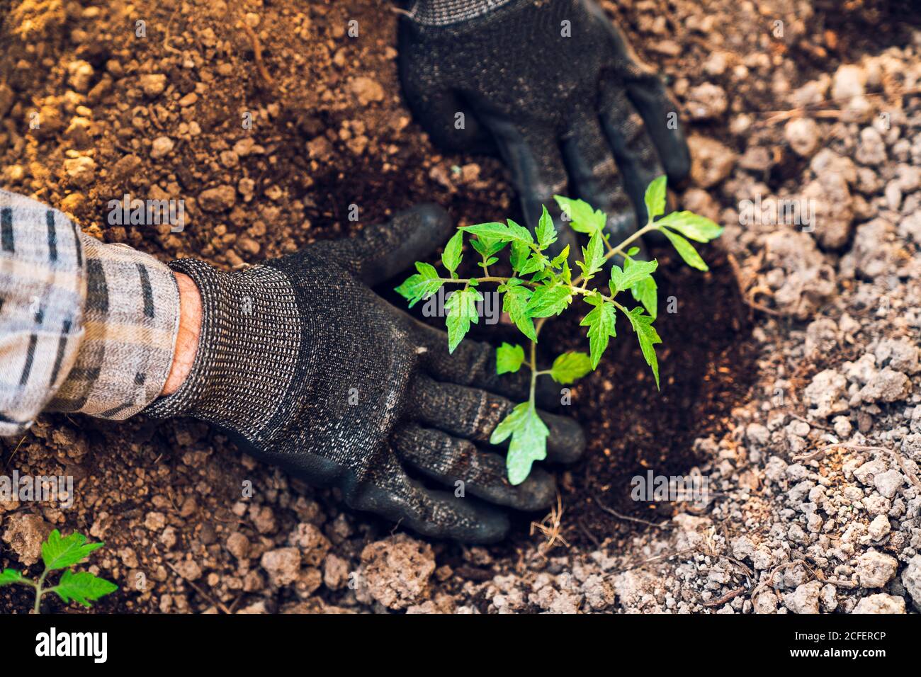 anonimo giardiniere scavando terreno con cazzuola in giardino Foto Stock