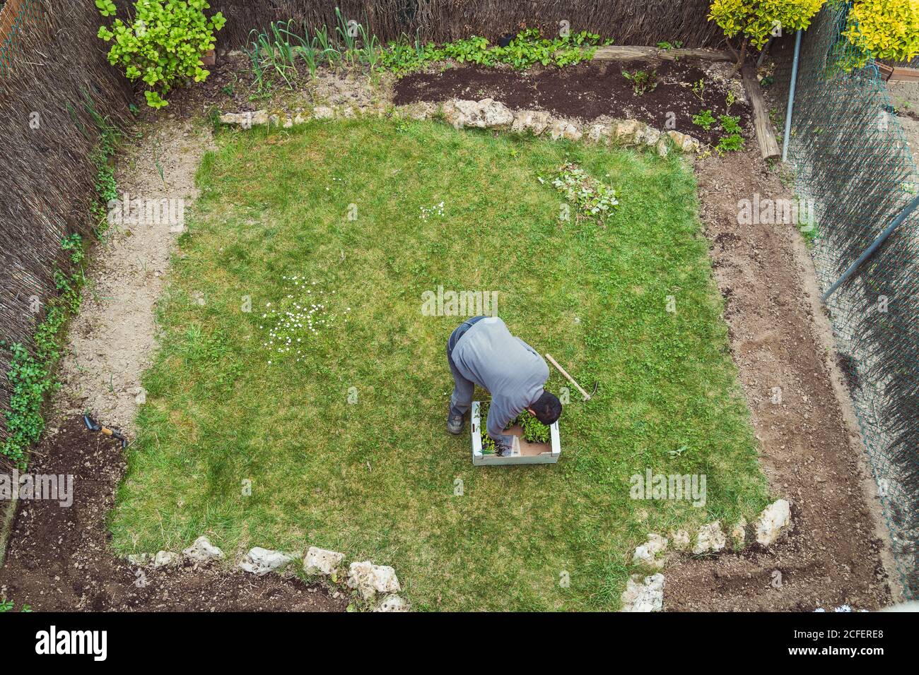 giardiniere anonimo in guanti che piantano piante verdi in giardino Foto Stock