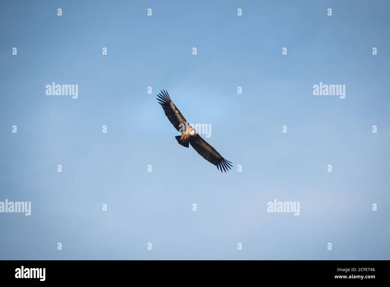 Falco selvaggio con grandi ali che si agguagliano nel cielo azzurro Foto Stock