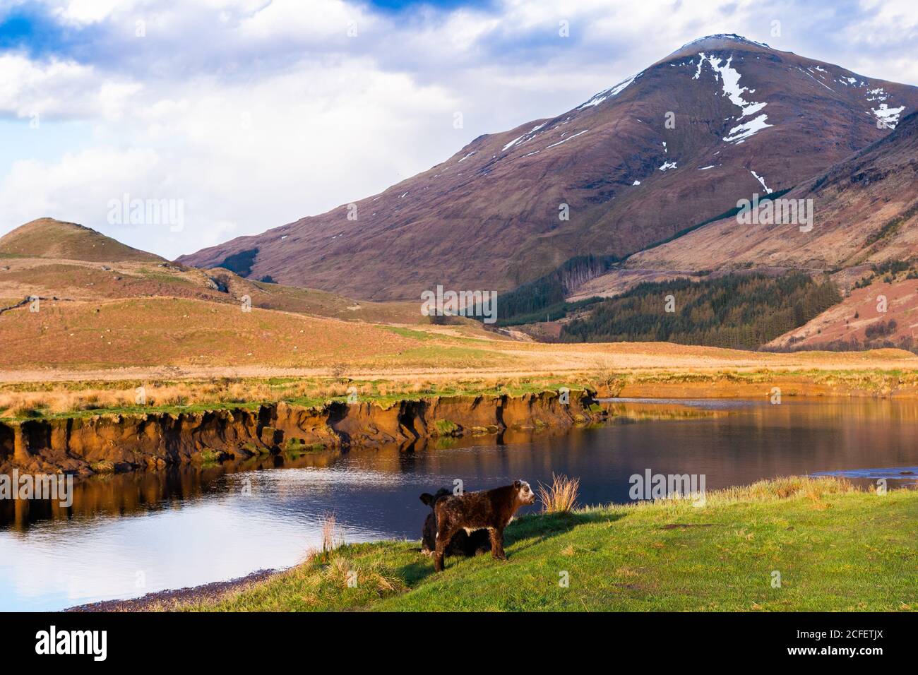 Pittoresco paesaggio di campagna con mucche pascolanti su erba verde vicino Calma il fiume contro la montagna in una soleggiata giornata di primavera in Scozia Highlands Foto Stock