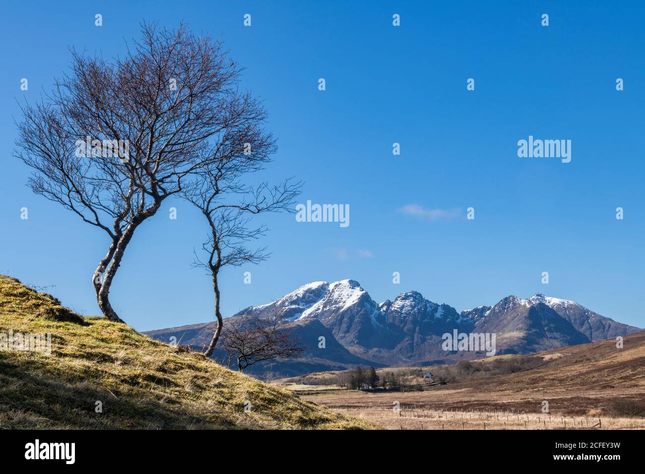 Alcuni alberi sparso sulla B8083 sull'isola di Skye con montagne innevate sullo sfondo Foto Stock