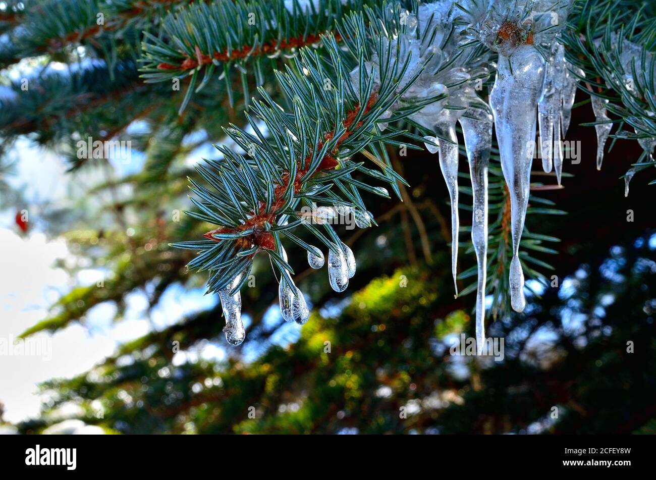 Goccia piccola come Icicles sul ramo verde dell'albero del pino durante l'inverno in Transilvania. Foto Stock