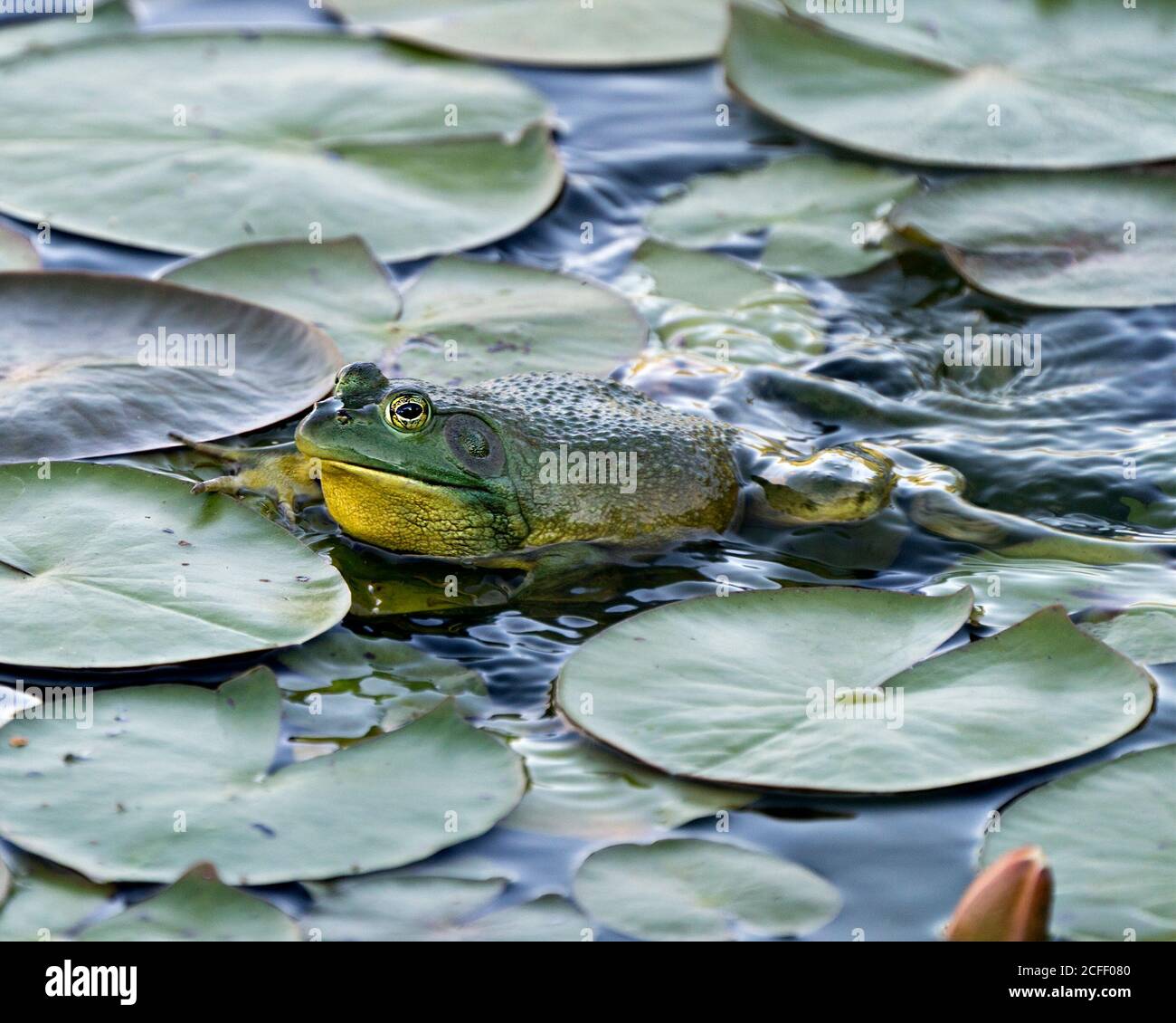 Rana seduta su una foglia di giglio d'acqua in acqua che mostra corpo verde, testa, gambe, occhio nel suo ambiente e habitat, guardando verso sinistra. Foto Stock