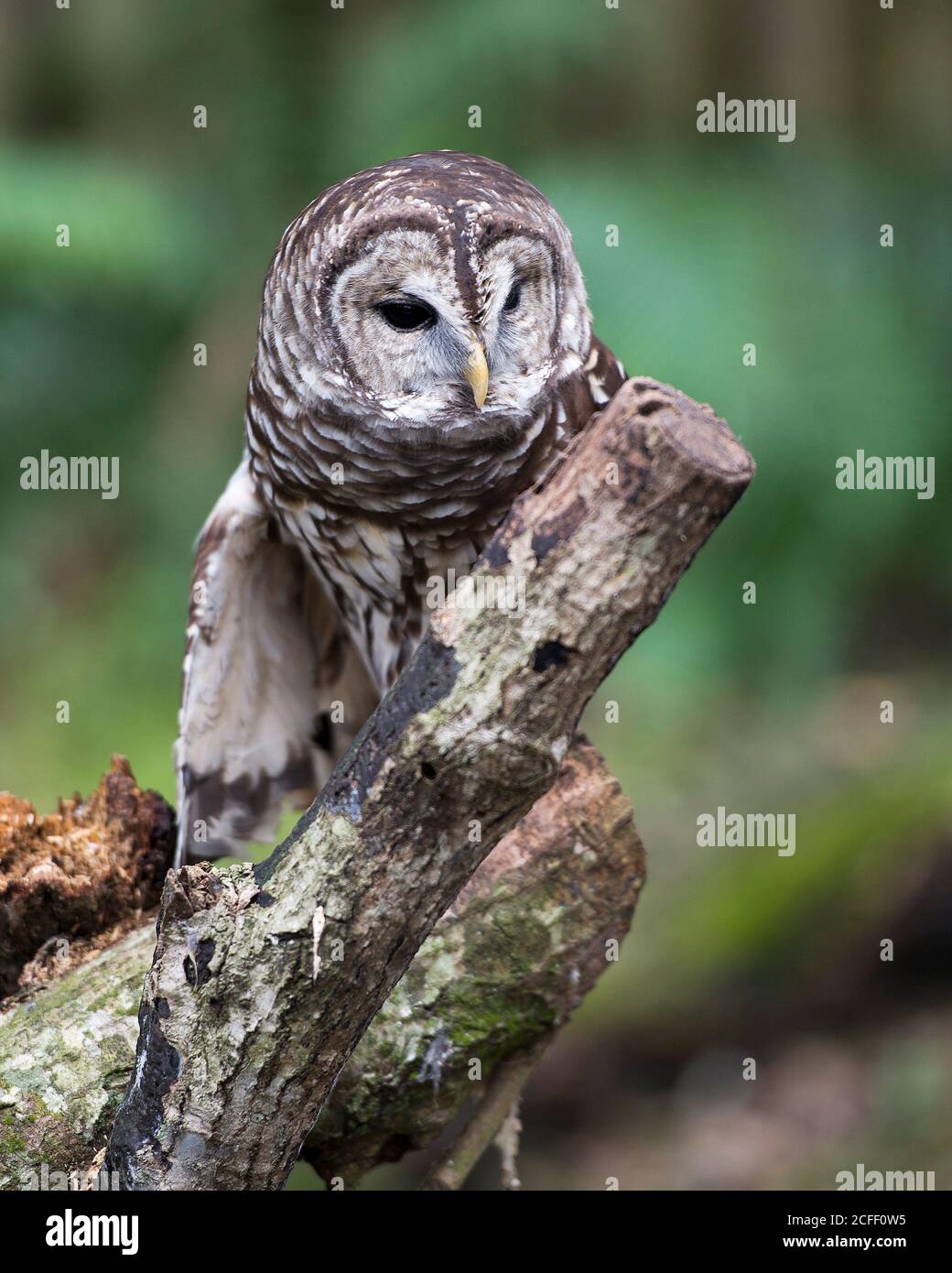 Vista ravvicinata del profilo, appollaiata su un ramo con piumaggio di piuma marrone con sfondo sfocato nel suo ambiente e habitat. Foto Stock