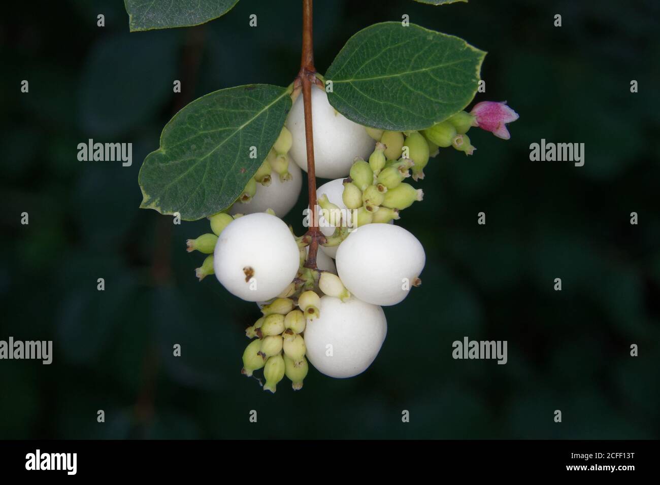 Symphoricarpos albus, frutti diversamente maturati di un cespuglio di neve Foto Stock