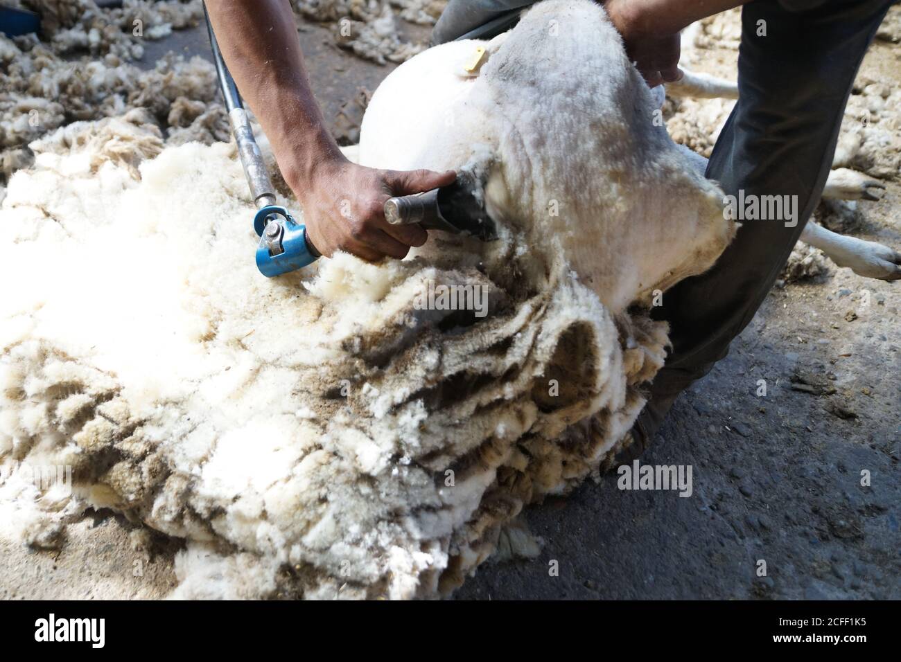 operaio agricolo irriconoscibile che rimuove la lana dalle pecore con l'attrezzo professionale a terra in capannone Foto Stock