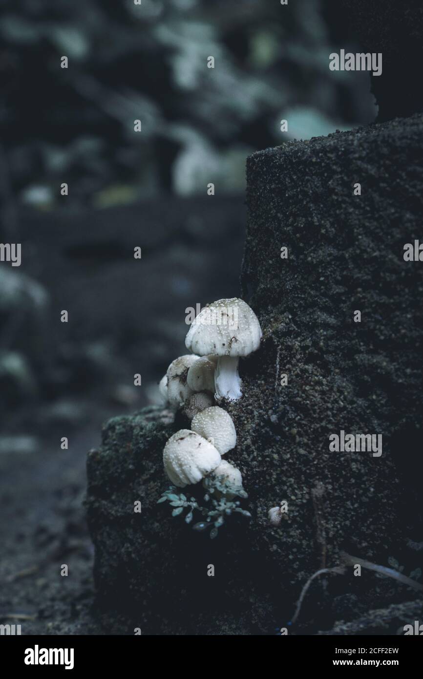 Stocchi di fungo dopo le stagioni iridate. Catturato con NIKON D3400 e modificato in Lightroom Foto Stock