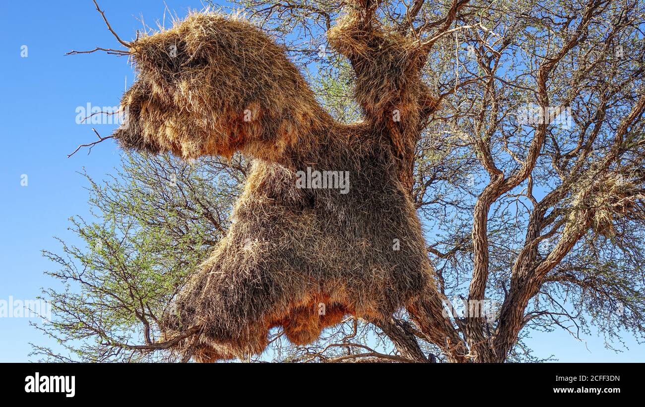 Nido comunitario dell'uccello tessitore (Ploceidae) su un albero di cammello (Vachellia erioloba) in Namibia, Africa. Foto Stock