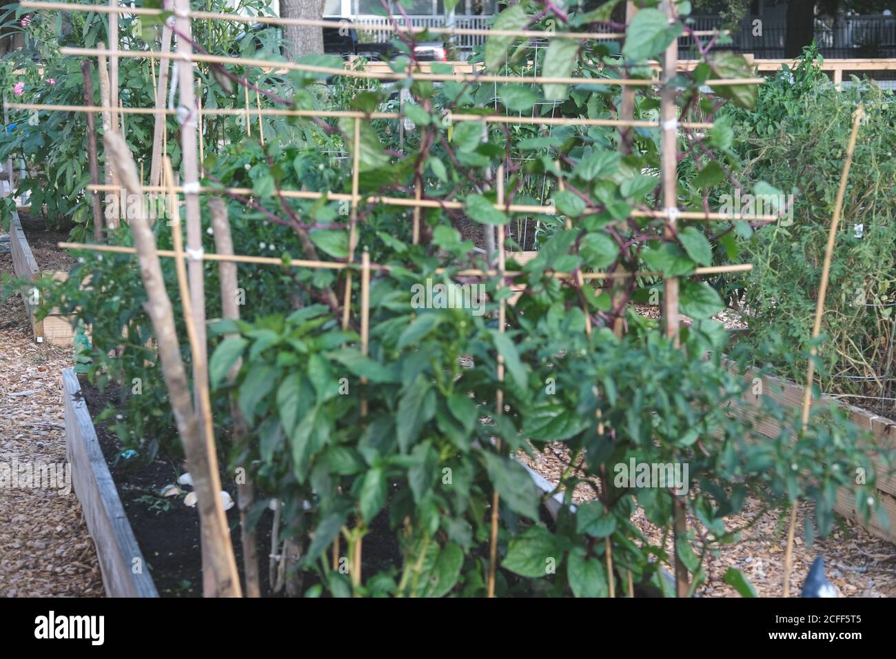 I giardini urbani sono popolari con un nuovo che è la messa a punto per coltivare le verdure, i fiori e arricchito con le esposizioni personali dei tappeti di Predator Foto Stock