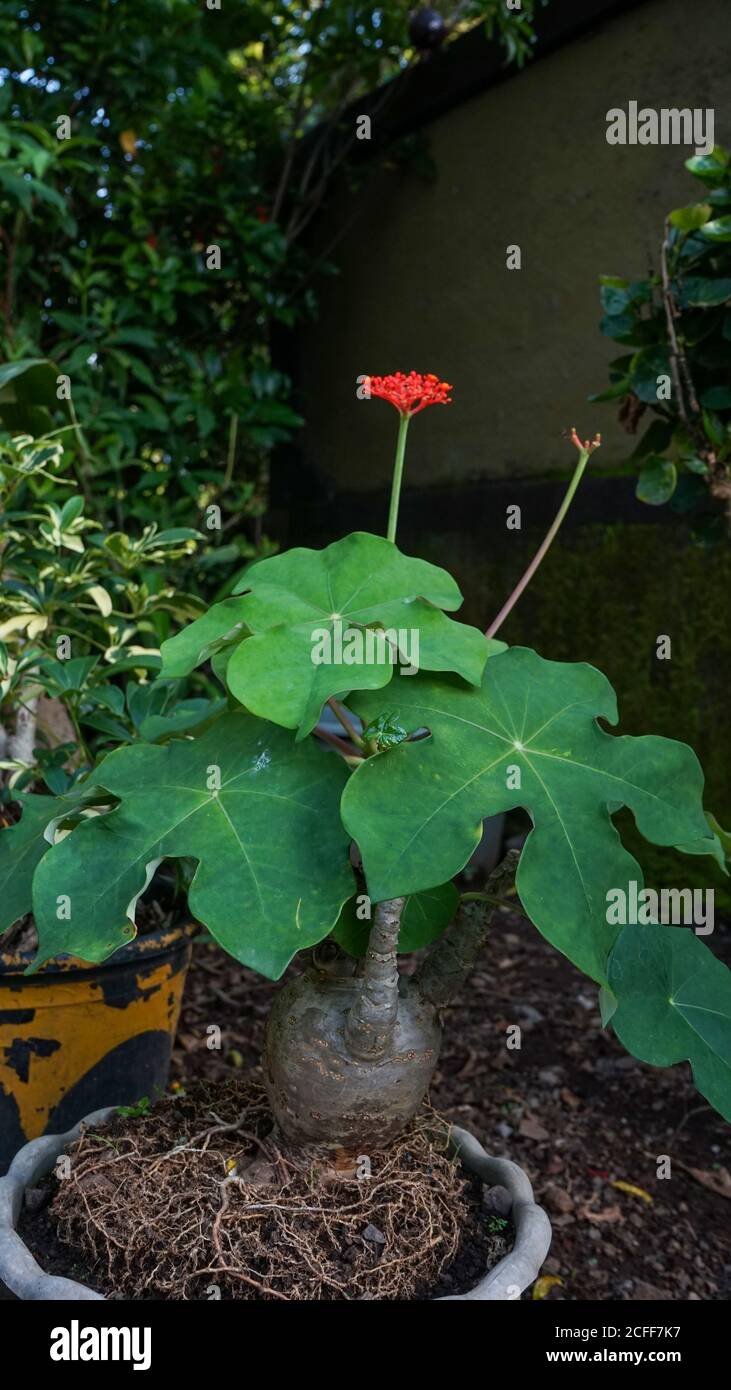 Primo piano di piante ornamentali in vaso Foto Stock