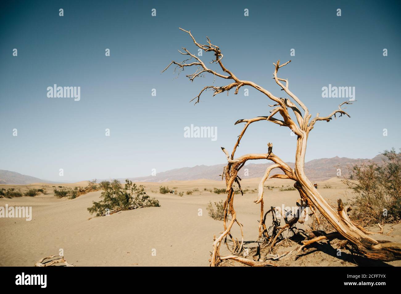 Paesaggio di albero della morte con cespugli e dune gialle in Deserto degli Stati Uniti in giornata di sole Foto Stock