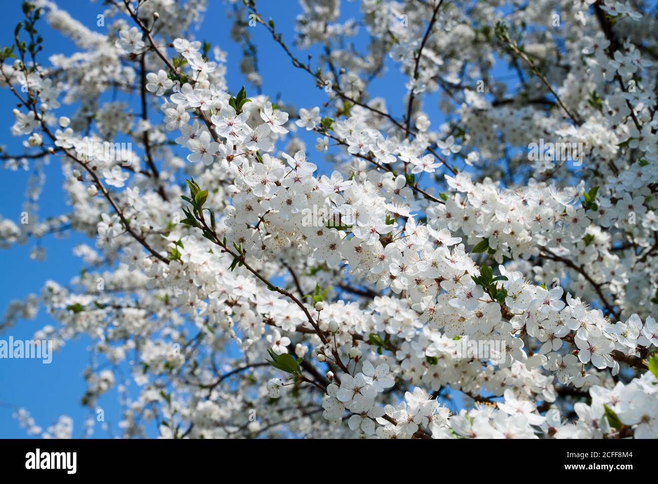 Fiori di ciliegio, fiori bianchi primaverili Foto stock - Alamy