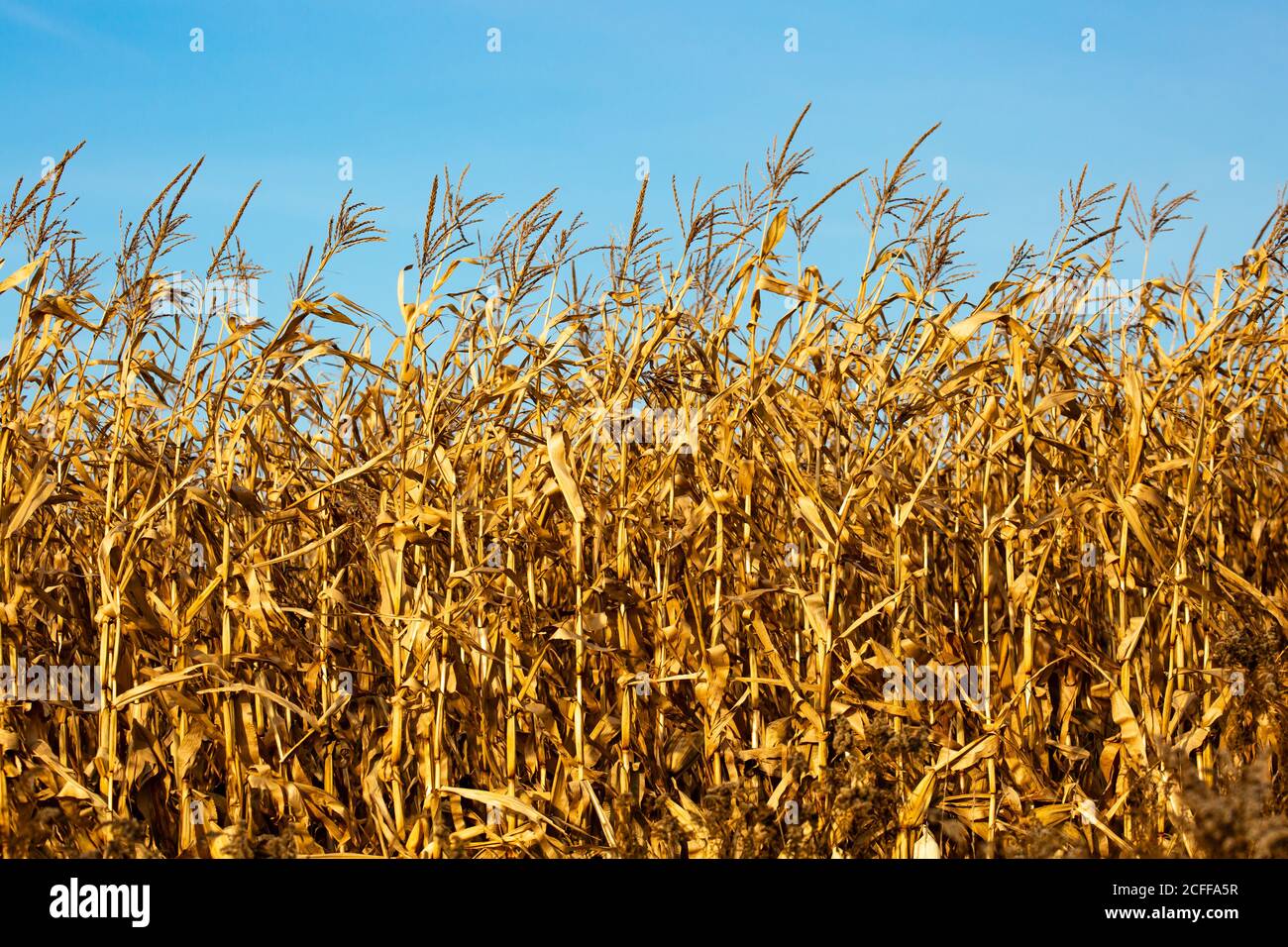 Wisconsin maturo cornfield con un cielo blu nel mese di novembre, orizzontale Foto Stock