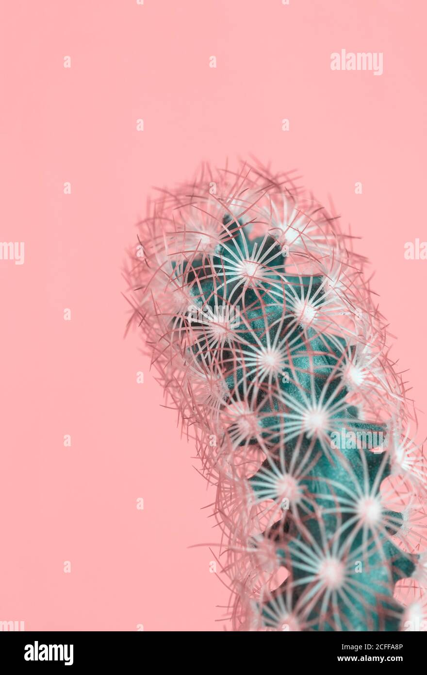 Cactus su sfondo rosa. Design creativo. Galleria d'arte minimale. Colori freschi tendenza pastello. Foto Stock