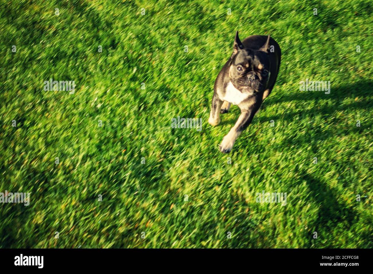 Bulldog francese che corre veloce sul prato Foto Stock