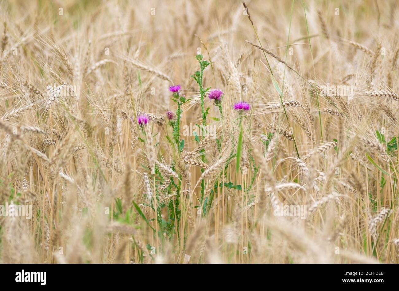 Thistle fiori tra raccolti di grano maturo. Sfondo agricolo. Messa a fuoco superficiale. Foto Stock