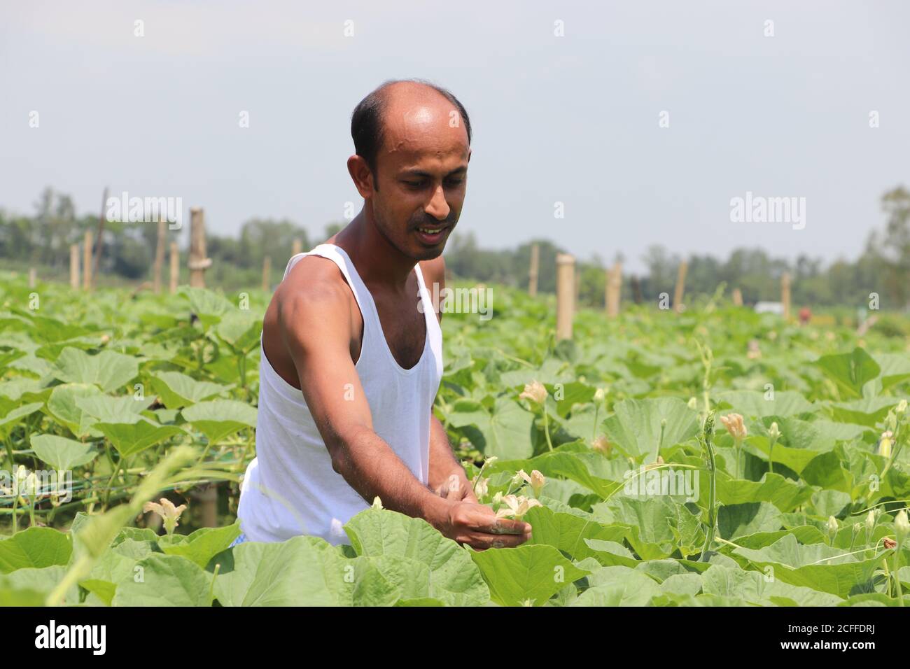 Agricoltore asiatico che si occupa di piante vegetali in un campo agricolo, controllando la crescita di piante e fiori Foto Stock