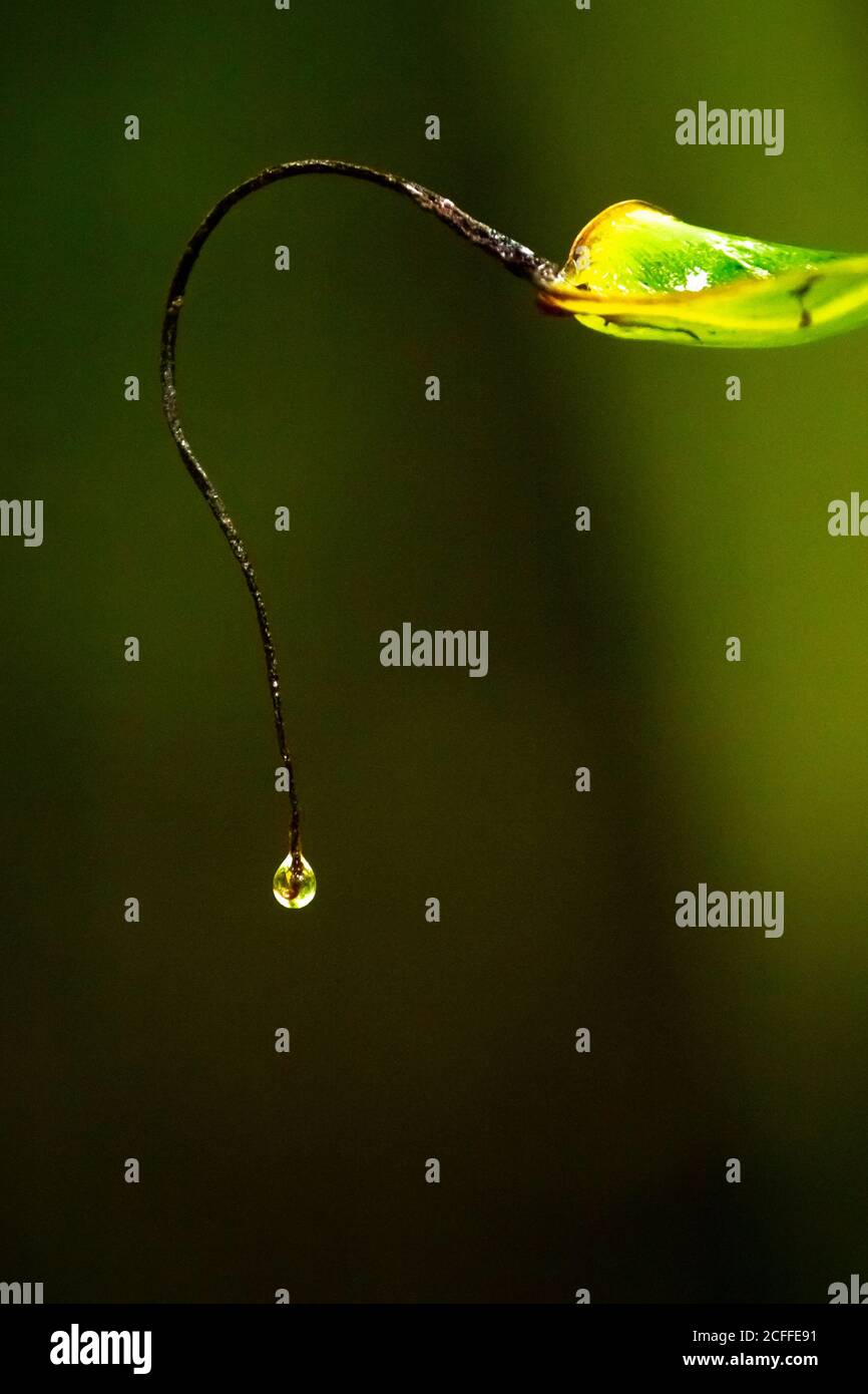 Fotografia d'arte - acqua Art. Goccia d'acqua su foglia verde. Pioggia acqua goccia sul bordo della foglia di albero. Foto Stock